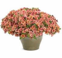 PW Vintage Coral